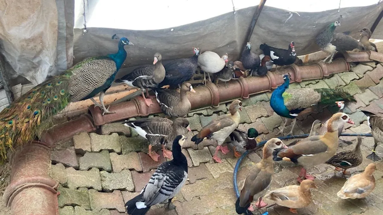 Aksaray ın Eskil ilçesinde yaban hayvanları bulunduran şahsa yüklü miktarda para cezası kesildi