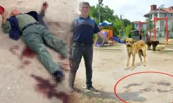 İşitme engelli adam sokak köpeklerinin saldırısına uğradı