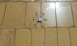 Çiftçilerin dron ile çeltik ekim mesaisi başladı