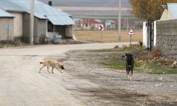 Sahipsiz köpek tehlike saçıyor!