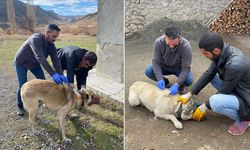 Kars'ta bir köy kuduz nedeniyle karantinaya alındı