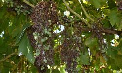 Düzensiz ve kuvveti yağış nedeniyle Manisa'da üzüm bağlarını "mildiyö" sardı