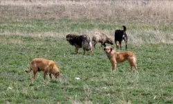 Başıboş köpek düzenlemesi geliyor