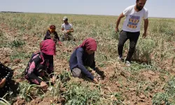 Türkiye de 10. Sırada Olan Aksaray Organik Ürünler Hasadı Başladı