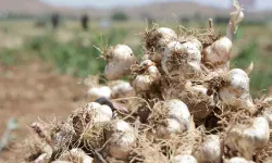 Aksaray sarımsağı Almanya ve Rusya da