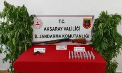 Aksaray jandarması yasa dışı kenevir ekimi yapan 3 kişiyi yakalad