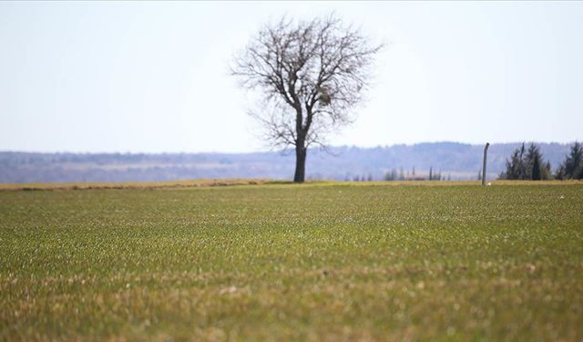 Yağışların Trakya'da buğday ve ayçiçeğinde rekolteyi artırması bekleniyor