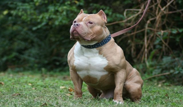 Savcılık pitbull cinsi köpeği silah saydı