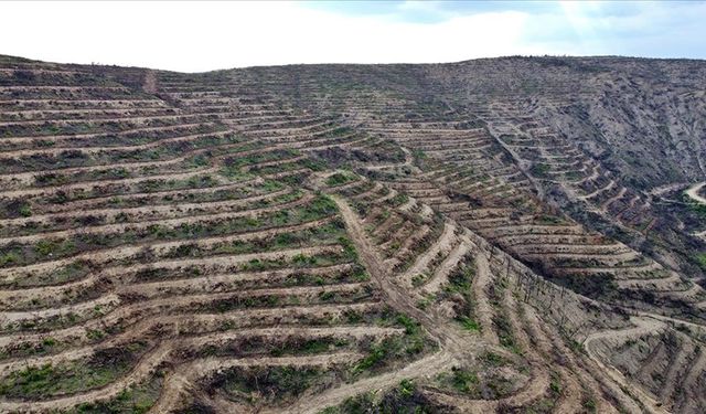 Adana'da geçen yıl çıkan 125 orman yangınının izleri siliniyor