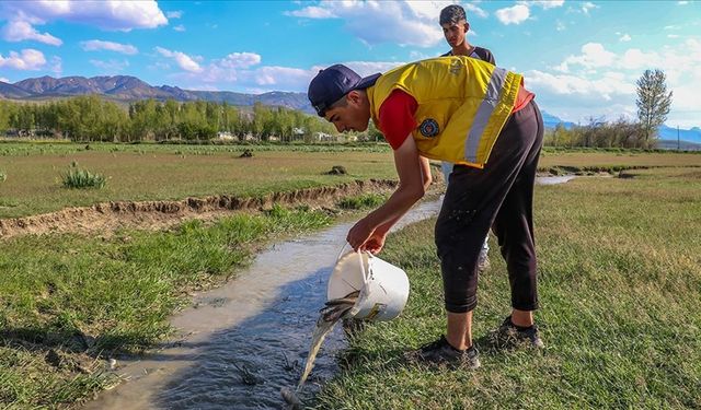 Van'da sulama kanalında sıkışan balıklar kovalarla akarsuya taşındı