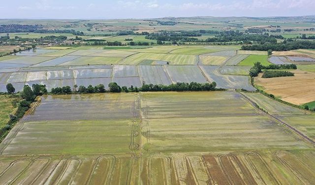 Türkiye'nin çeltik ambarında ekim mesaisi tamamlandı