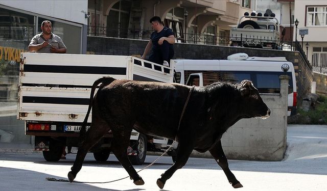 Kaçan kurbanlıklar zor anlar yaşattı