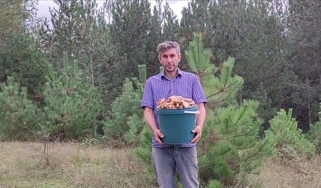 Ormanlık alanda yetişen kanlıca mantarı vatandaşların geçim kaynağı oldu