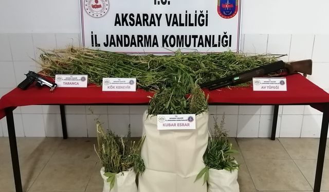 Aksaray Eskil ilçesi mülki sınırları içerisinde yasadışı kenevir ekimi .