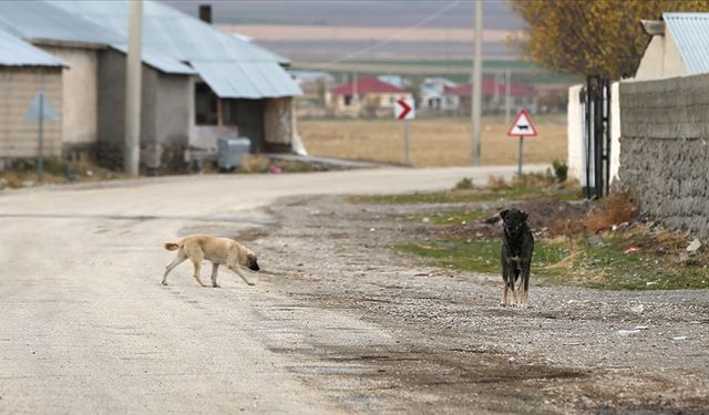 Sahipsiz köpek tehlike saçıyor!