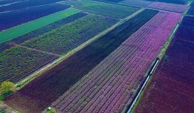 Baharla renklenen Amik Ovası'nda çiftçiler bahçelerine girmeye başladı