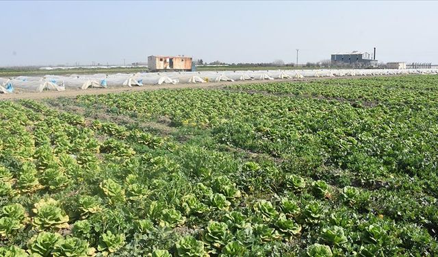 Hatay'da sebze hali açılamadı, marul ve şalgam tarlada kaldı