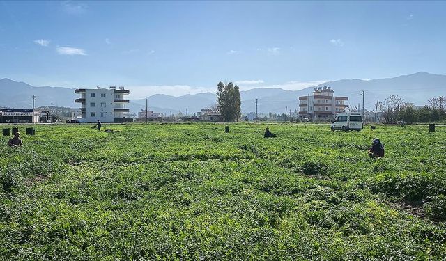 Depremzede çiftçiye yaklaşık 5 milyar liralık destek sağlandı