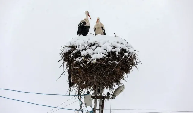 Leyleklere kar sürprizi