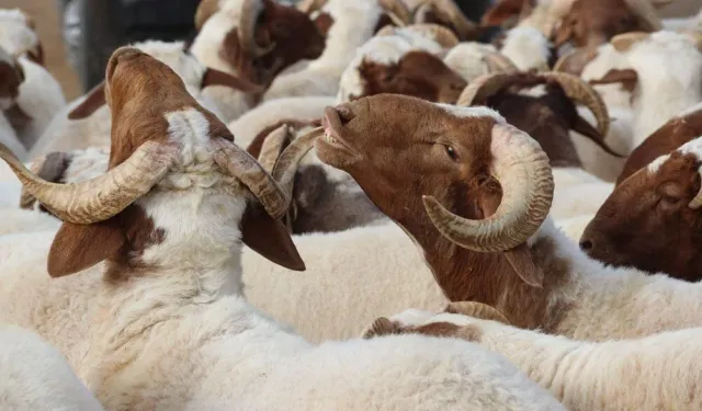 Kurban keserken dikkat! Cezalar el yakıyor