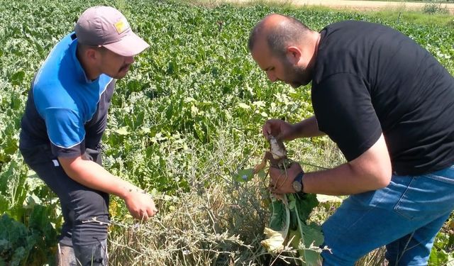 Aksaray Ziraat Odası, üretimin artmasına yönelik arazi kontrollerini sürdürüyor