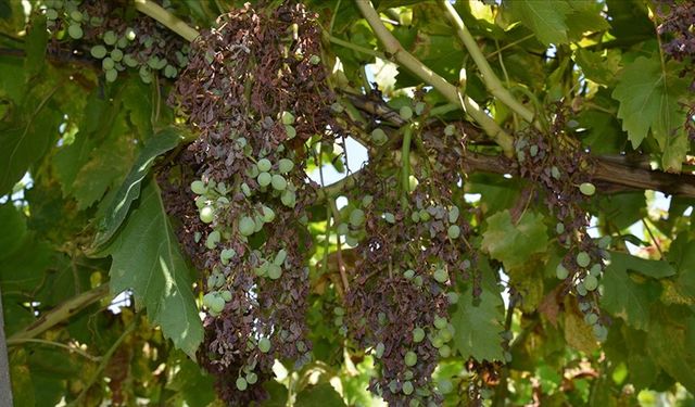 Düzensiz ve kuvveti yağış nedeniyle Manisa'da üzüm bağlarını "mildiyö" sardı