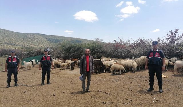 Kaybolan 100 adet koyunu Jandarma buldu