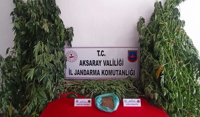 Jandarmadan yasa dışı kenevir baskını: 1 gözaltı