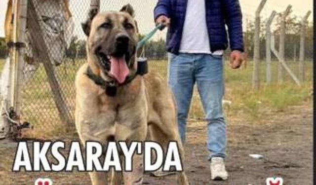 Aksaray’da köpek kıskançlığı kanlı bitti!