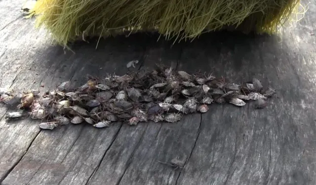 Karadeniz'de "istilacı böcek" kabusu