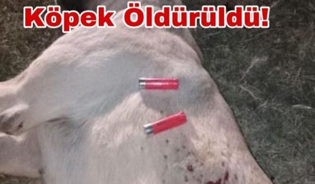 Aksaray’da vahşetin böylesi yaşanmadı! hamile köpeği öldürdüler