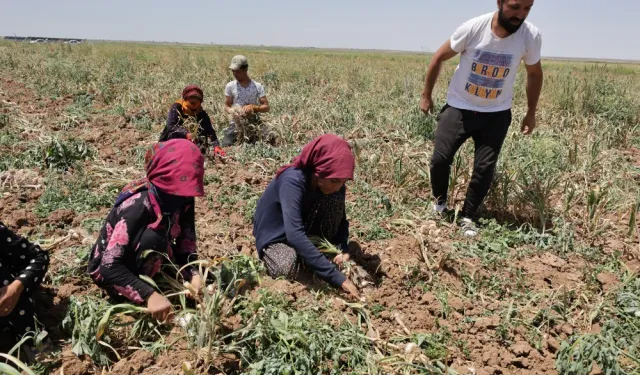 Türkiye de 10. Sırada Olan Aksaray Organik Ürünler Hasadı Başladı