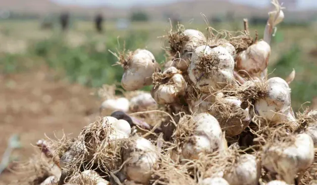 Aksaray sarımsağı Almanya ve Rusya da