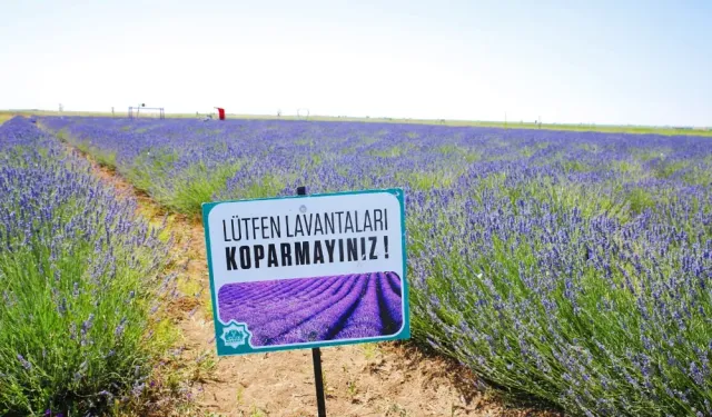 GÖZ KAMAŞTIRAN MOR TARLALAR YENİ SEZONA HAZIRLANIYOR