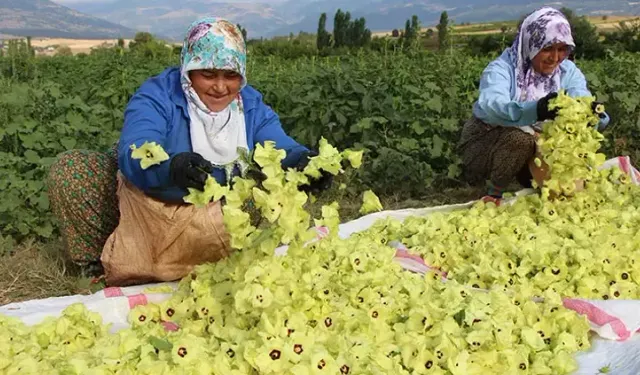 Amasya'nın sarı altınında hasat başladı!