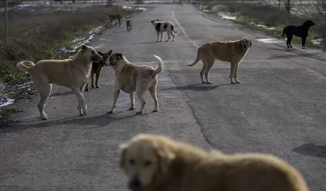 Sahipsiz hayvanlara ilişkin düzenleme AYM'de