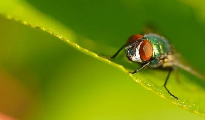 Bilim insanları sinek beynini hackledi