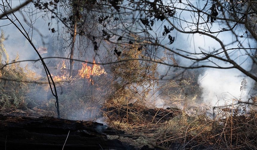 Fransa'nın güneyindeki yangın 700 hektar alanı kül etti
