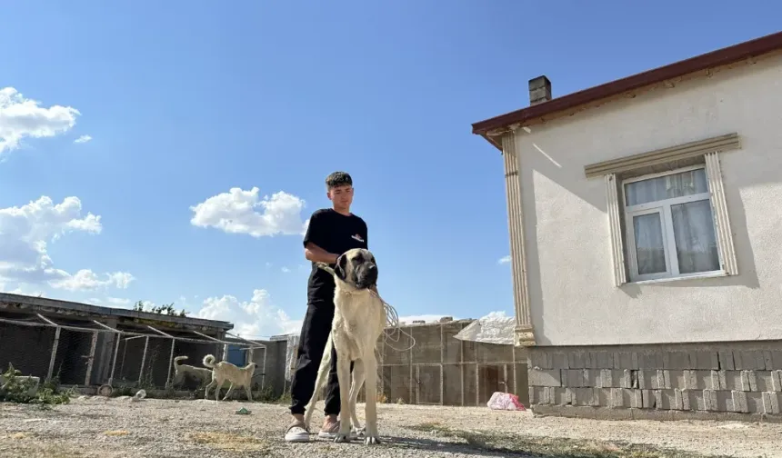 Aksaraylı Naim Dağlı Yılda 130 Malaklı Köpeği Yavrusu yetiştiriyor